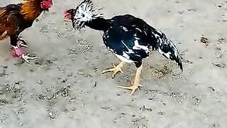Cook fight