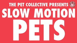 Amazing Slow Motion Pets Video Compilation 2023
