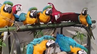 Baby-Macaws