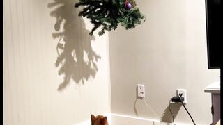 Funny cat