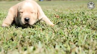 Throwback Thursday Pets Video Compilation 2023