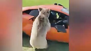 Expensive fail ???? compilation ????