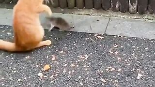 Cat fight