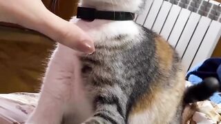 cat ready to fight