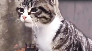 Cute cat