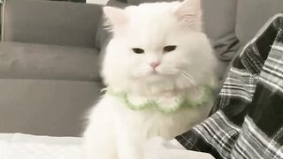 innocent cat