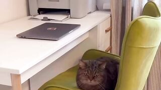 smart cat 007