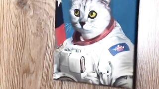 surprised cat