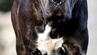Dangrous Canecorso dog
