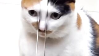 cats are a lot of fun