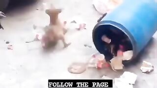 Animal funny video try not to laugh