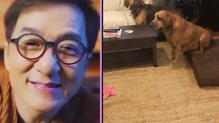 Jackychan Funny Reaction memes