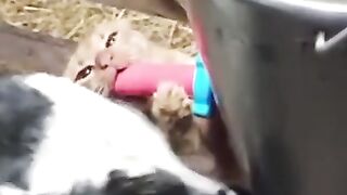 Пушистый хорошо пристроился
