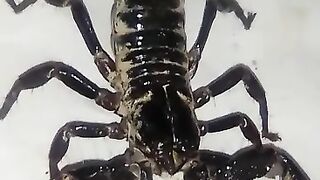 Scorpion Black