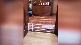 Funniest Animals 2023 ???? Funny Cats and Dogs ???????? | Funny Animal Videos