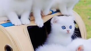 Blue eyes baby cats