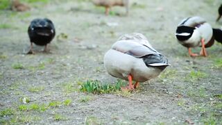 Animal Sounds//Duck, Zebra,Cow,Giraffe, Monkey, Elephant, Lion