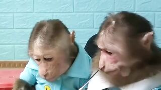Monkey ???? funny video