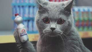 коты захватили магазин.