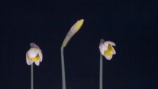 Nature   video