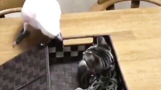 Funny parrot and cat
