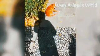 Funny video, pets funny video,cats funny video