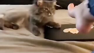Funny vedio of animal
