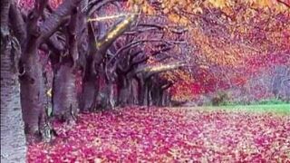 Winter wonderful Quran pak recitation. Quran tawalat sakoon❤