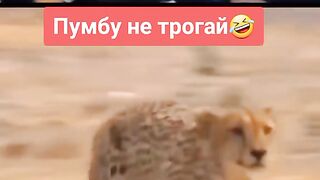 Пумба