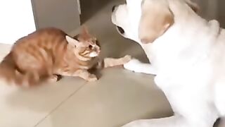 Funny vedio of animals