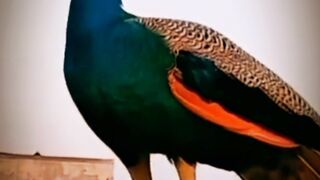 New peacock # shorts