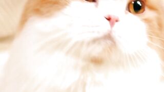 New cats