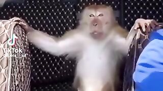 Funny vedio of animal part 4