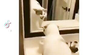 Funny vedio of animals part 5