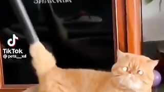 Funny vedio of animals part 6