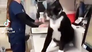 Funny vedio of animals part 7
