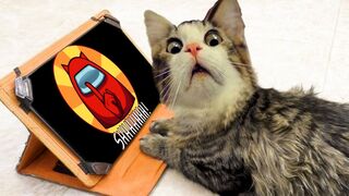 Cat reaction to, All Musik stories Among us Cat Song version Nonstop Among Us Cat Pop dance.
