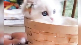 CUTE & FUNNY CAT (ABDULLAH 13)