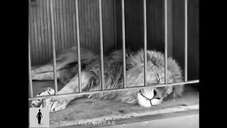 Charlie chaplin the lion