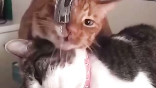Why do cats act like they're playing Garry's Mod?