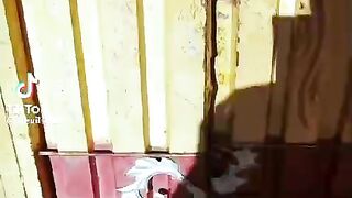 Ghost 15