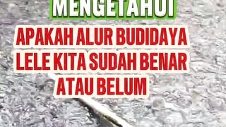 Cara mengetahui alur budidaya lele sudah benar atau belum