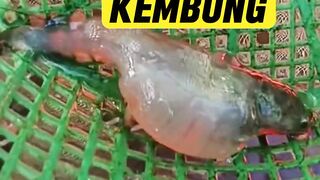 Ikan lele KEMBUNG Begini cara mengobatinya