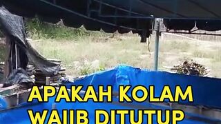 Apakah kolam lele wajib ditutup❓