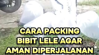 Cara packing bibit lele agar aman diperjalanan