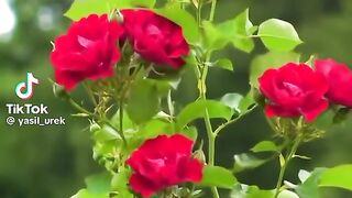 Beautiful flowers 44