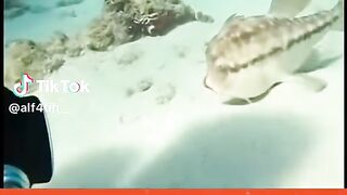 Beautiful fish 10
