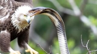 Eagle vs cobra