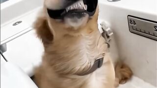 Funny adorable dogs to brighten your day #dogs #dog #funny