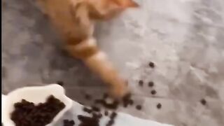 Super Cute, Adorable & Heartwarming Cats Funny Cat Clips